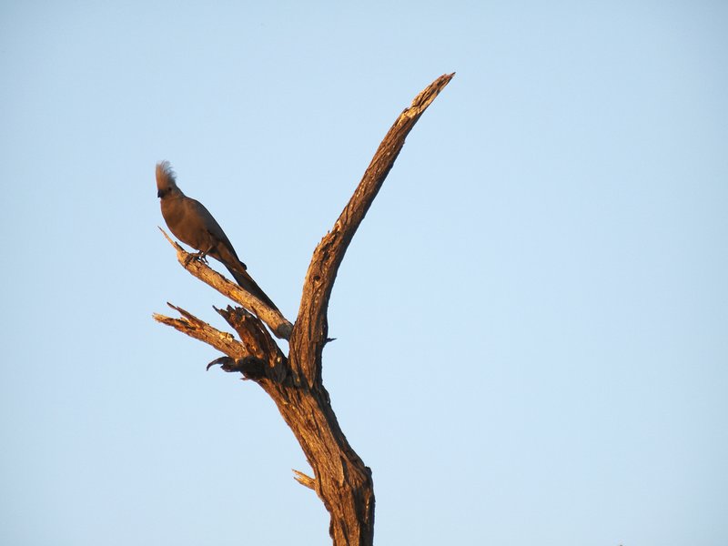 Mokuti, Grey go-away bird